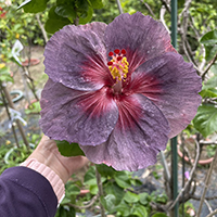 Taiwan Smoky Violet Ember - Cutting